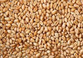 Feed Wheat Grade 1