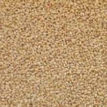 Feed Wheat Grade 2