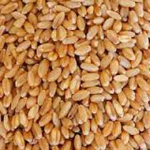 Milling Wheat Grade 1