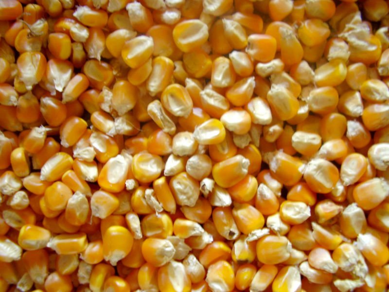 Yellow Corn For Animal Consumption