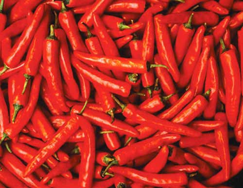 Fresh Red Chilli