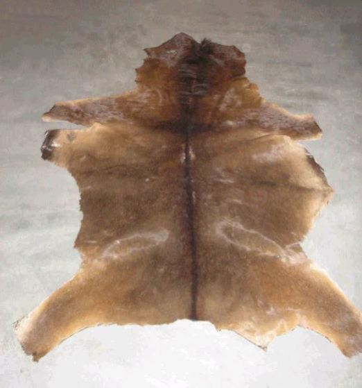 Horse Hide