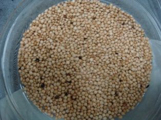 white sorghum
