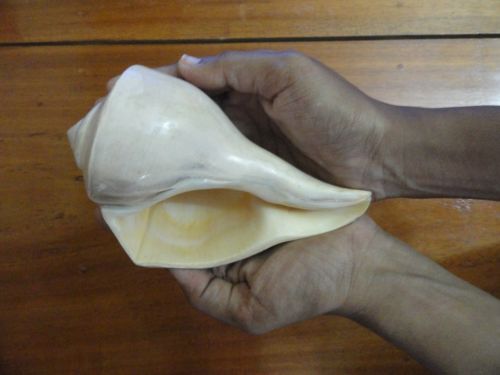 Natural Right Handed Shankh Conch