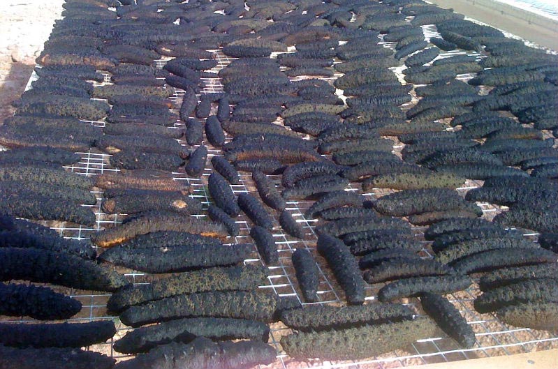 Dried Sea Cucumber Buy dried sea cucumber for best price at USD 25 / 100 Kilogram ( Approx )