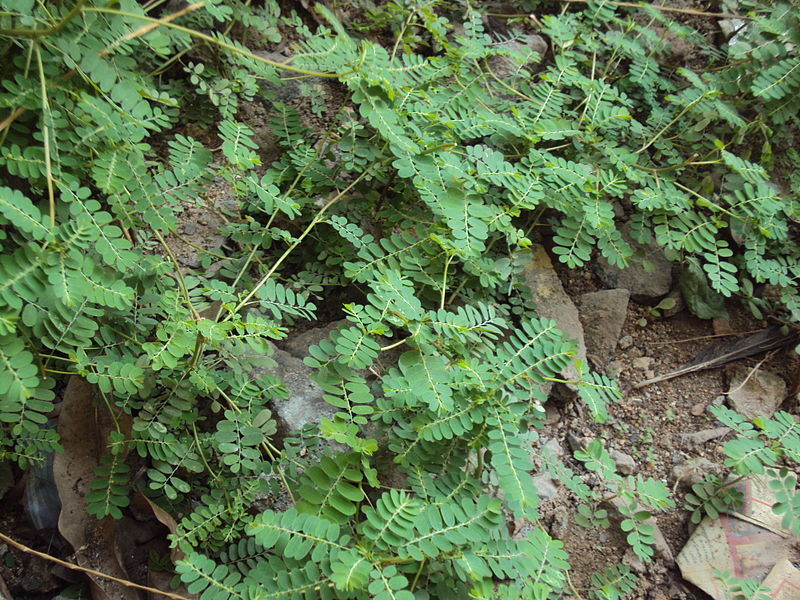 Bhumyamalaki Powder (Phyllanthus Amarus)