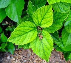 Hibiscus Leaf Powder