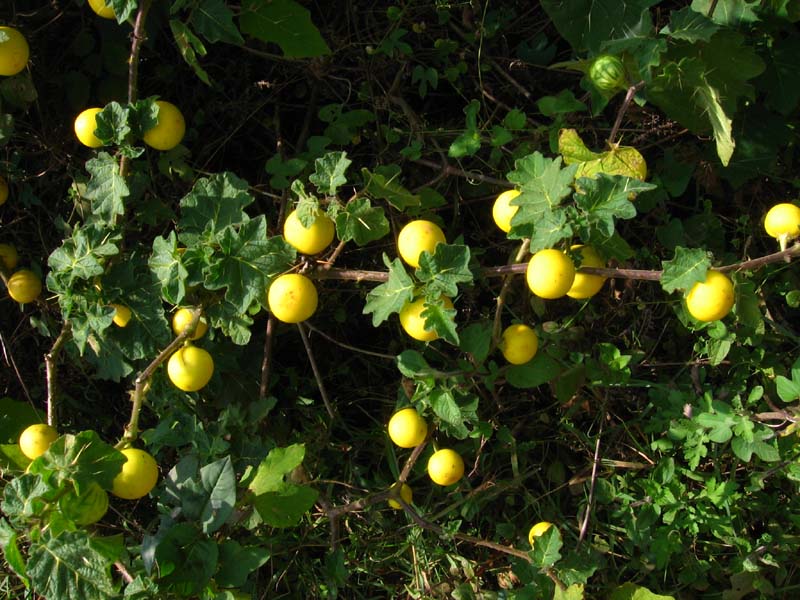 Kantakari Powder (Solanum Surattense)