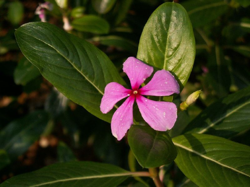 Rosy Periwinkle Powder (Catharanthus Roseus)