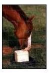 Animal Licking Salt Block