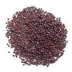 Black Mustard Seeds