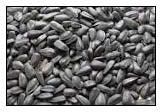 SUNFLOWER OIL SEEDS