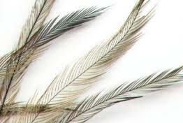 Emu Bird Feather