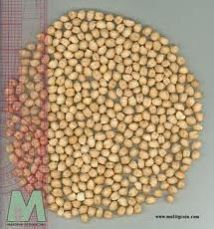 Chickpea