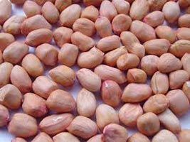 Red Skin Groundnut