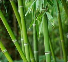 Natural Bamboo Leaf
