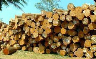 teak wood logs