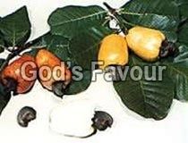 Raw Cashew Nuts