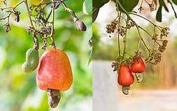 Raw Cashew Nuts In Shell 2017