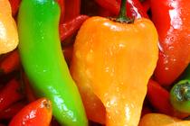 Sweet & Hot Peppers