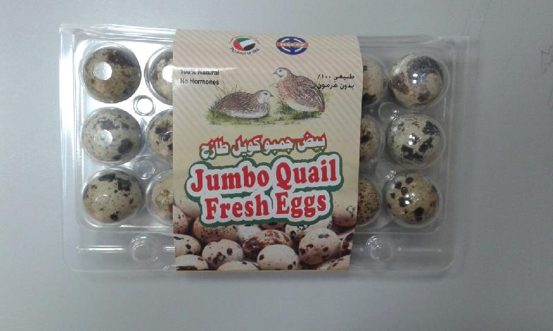 Jumbo Quail Fresh Eggs