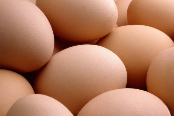 Chicken Broiler Hatching Eggs