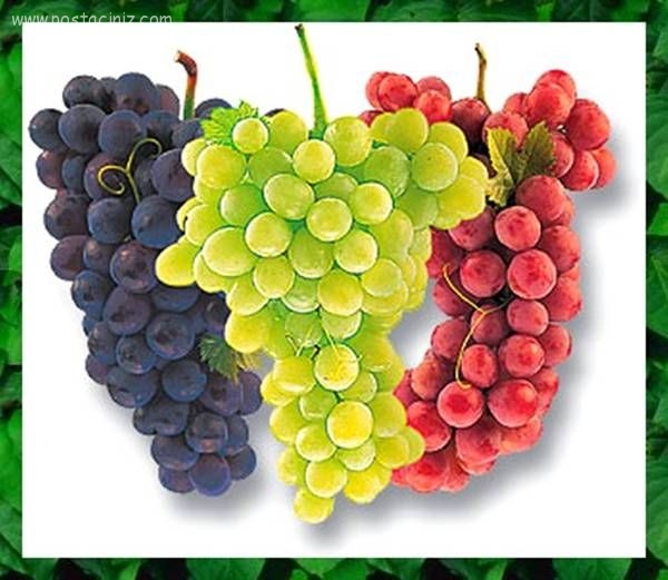 Fresh Table Grapes - White / Black / Red