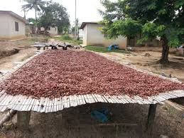 Air Dried Cocoa Beans