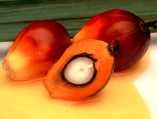 rbd palm oil