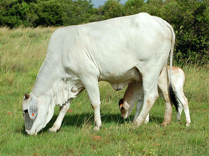 Brahman Cows For Sale
