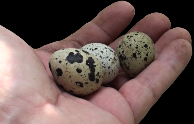 Fertile Hatching Quail Eggs
