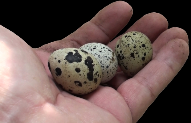 where to buy quail eggs