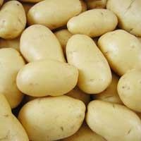 Fresh Irish Potato