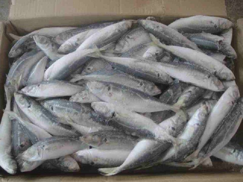 Ice Cold Frozen Salmon Fish, Atlantic Frozen Salmon /Horse Mackerel Fish