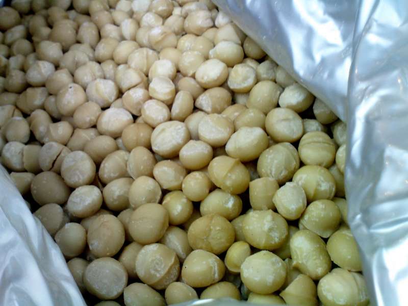 Premium Grade A Raw Organic Macadamia Nuts