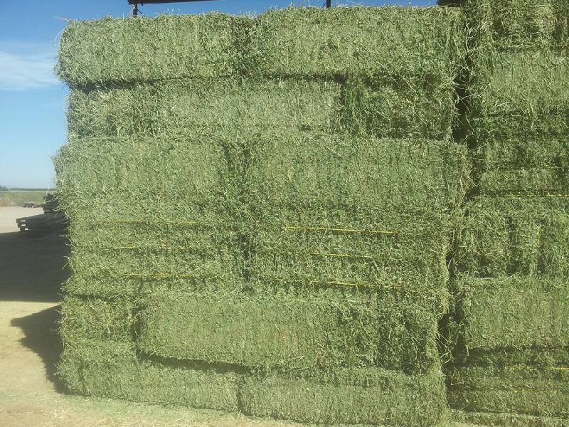 Alfalfa hay in Bales