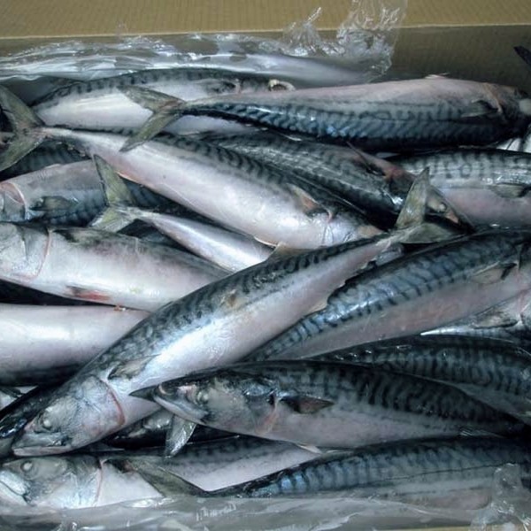 Sea Frozen Pacific Mackerel Fish