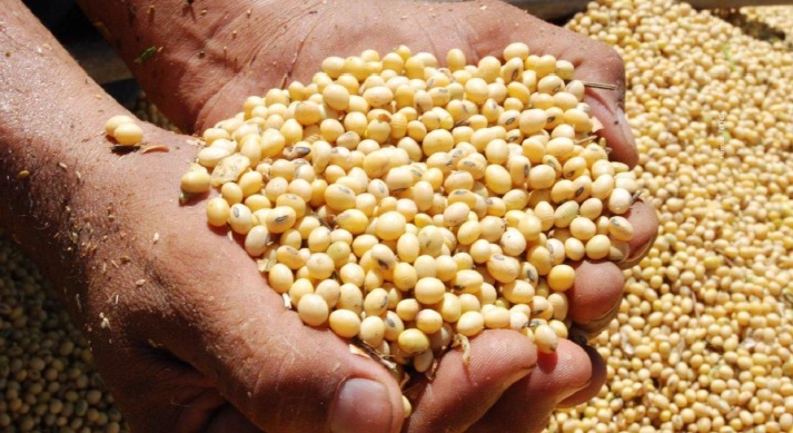 Soybean grade GMO suitable for human consumption