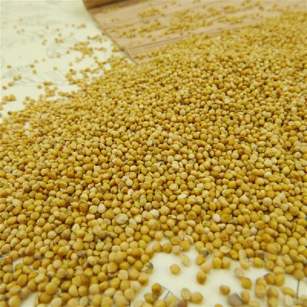Yellow White Millet / Green millets / Yellow Broom Corn Millet