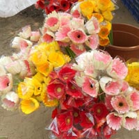 Fresh Gerbera Flowers, Color : Red, Yellow, Pink, Light Pink, Hot Pink, Orange, White, Peach lot many colors