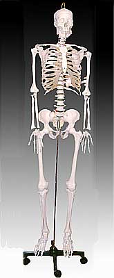 KK-001: Life-size skeleton 170cm tall