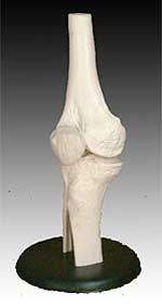 KK-010: Life-size knee joint