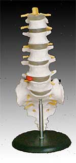 KK -019 Life-size lumbar vertebrae with sacrum & coccyx