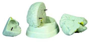 KK - 042 :Brain Model