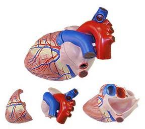 KK - 045  Jumbo Heart Model
