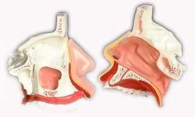 KK -048: Model of the anatomy nasal cavity
