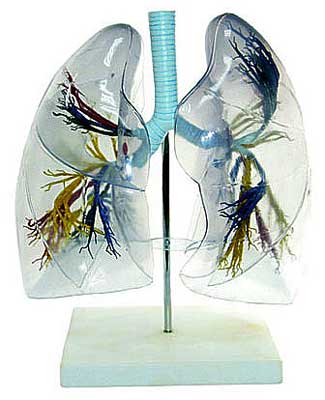 KK -057: Transparent Lung Anatomy