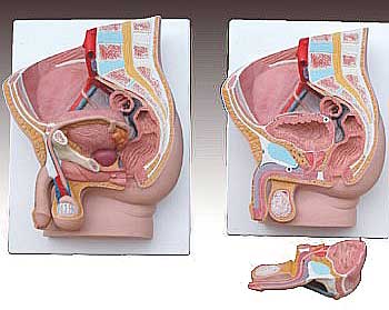 KK -060: Human male pelvis section (2 parts)