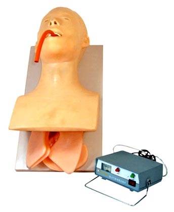KK -075 Human trachea intubation model