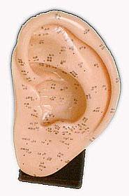 KK-095: Ear acupuncture model 22cm